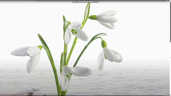 подснежник белый