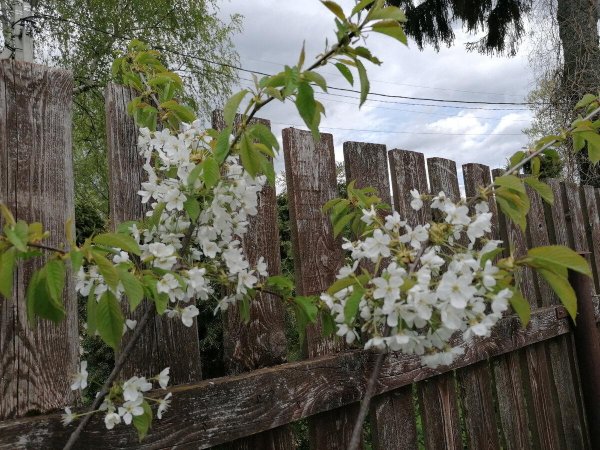 дача весной