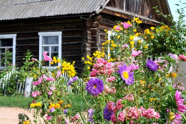 космея бабушкин палисадник