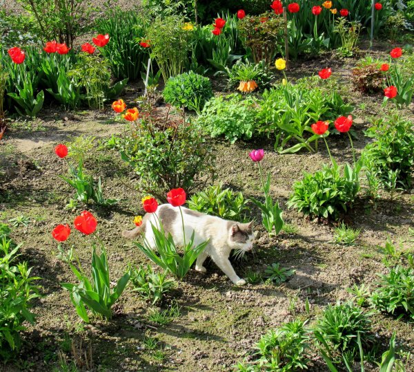 Весна на даче