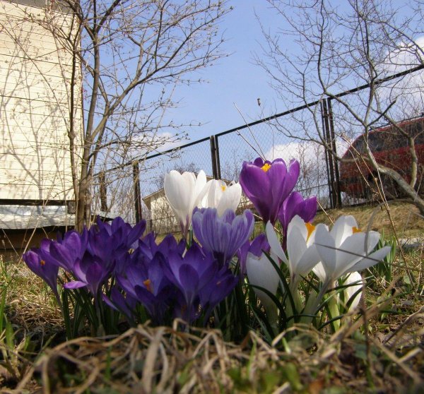 крокусы бештау