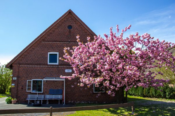 яблоня черри блоссом