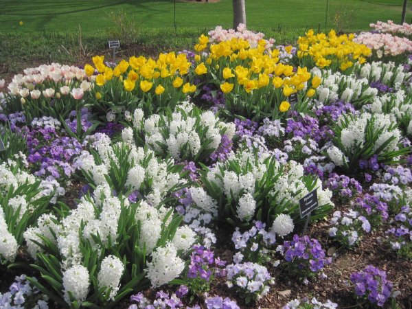 весеннецветущие луковичные многолетники