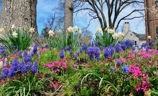 луковичные первоцветы хионодокса