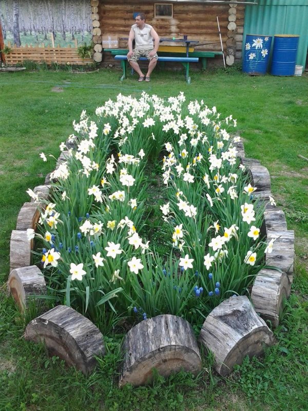 нарцисс полевой