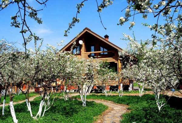 вишневые сады