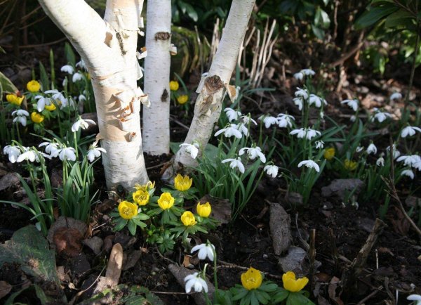 подснежники ветреница