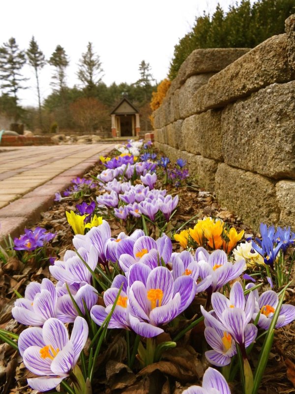 крокус barrs purple