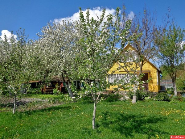 вишня кустарниковая степная