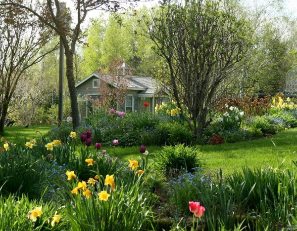 garden in spring
