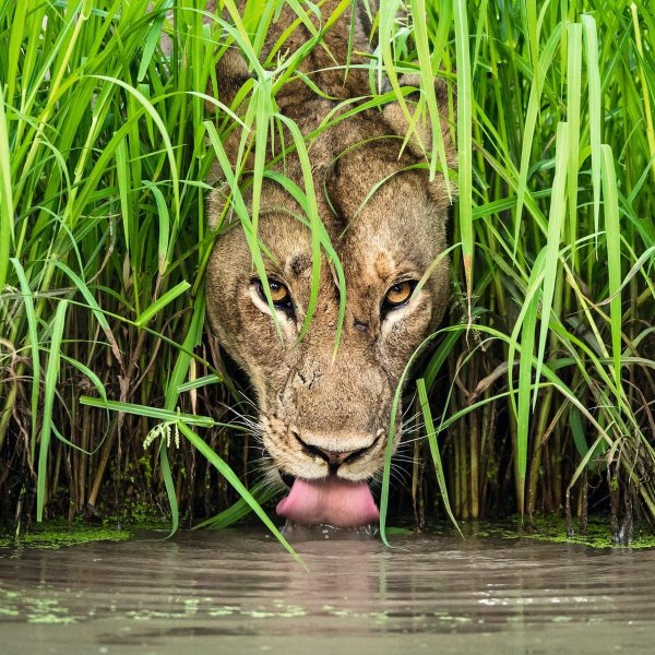 дика природа