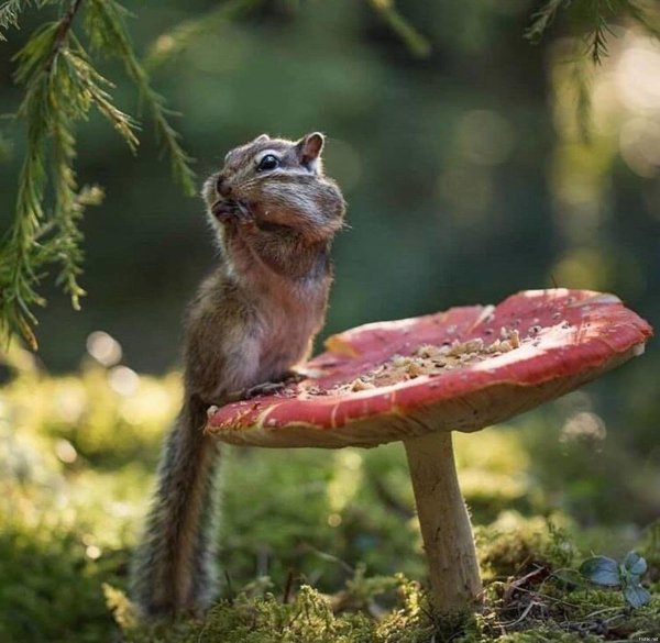 бурундук смешной