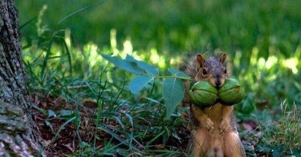 запасливые белки