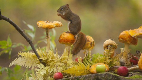 сказочное утро осень