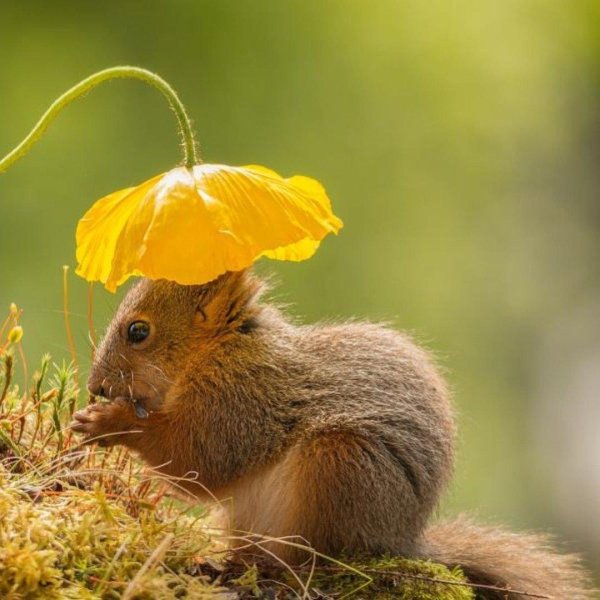 фотограф герт вегген белка