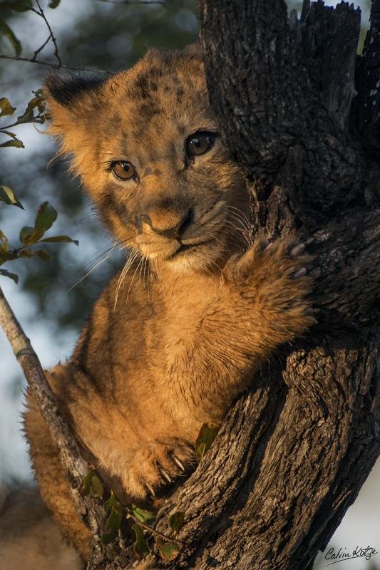 восточноафриканский саванна львов