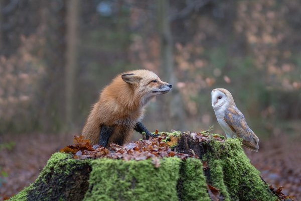 звери в лесу