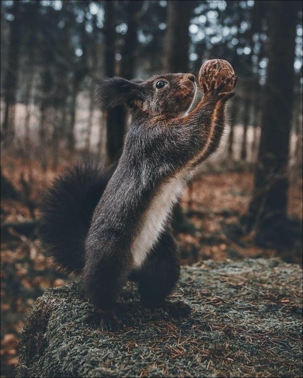 лесная белка