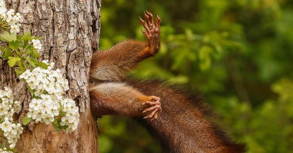 дупло белки