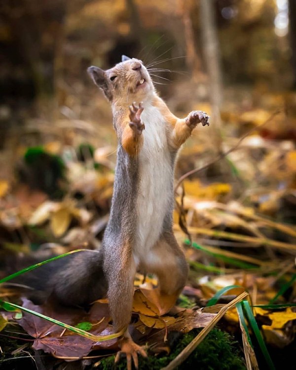 осенняя белка