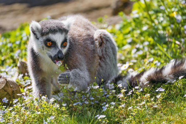 лемур мадагаскарский