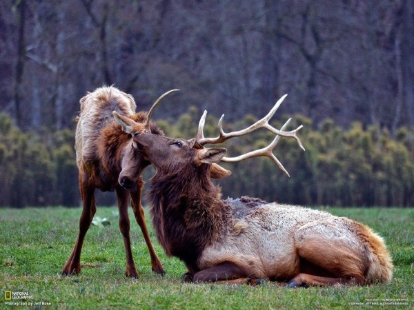 красивые олени