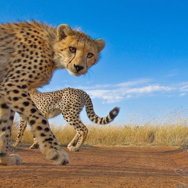 южноафриканский гепард