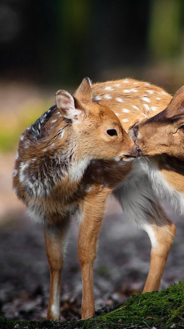 пятнистый олень оленята