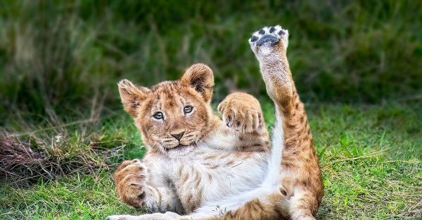 милые львята