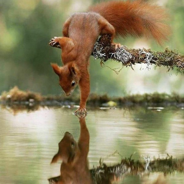 джулиан рад