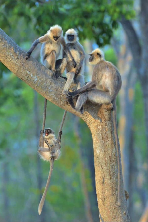 лангуры обезьяны