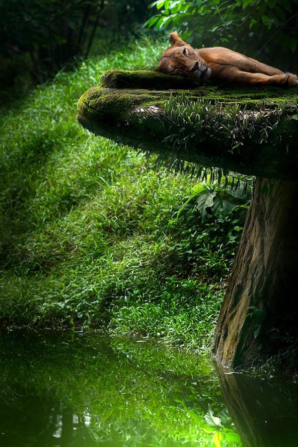 львица красивая