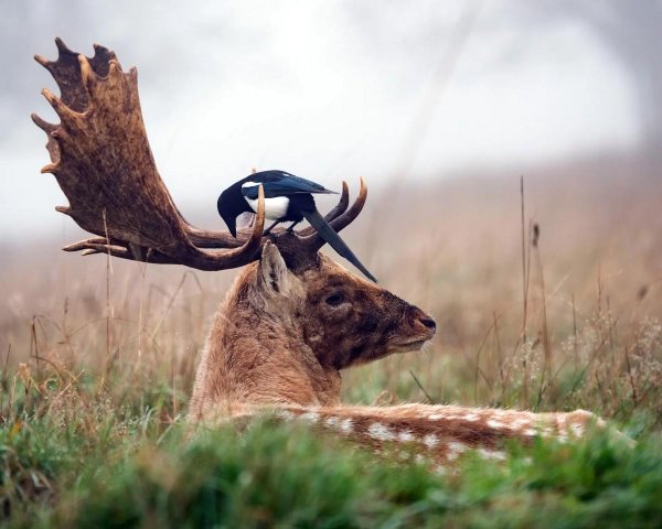 рога оленей