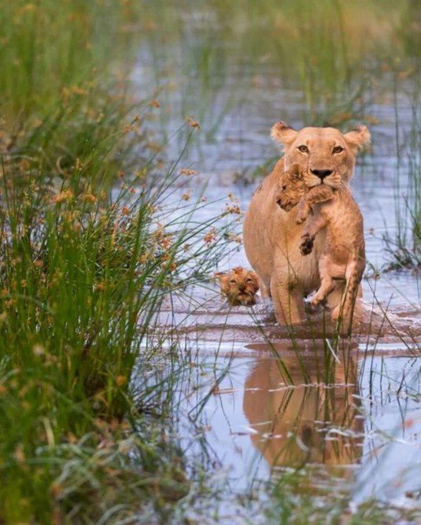 дикие звери