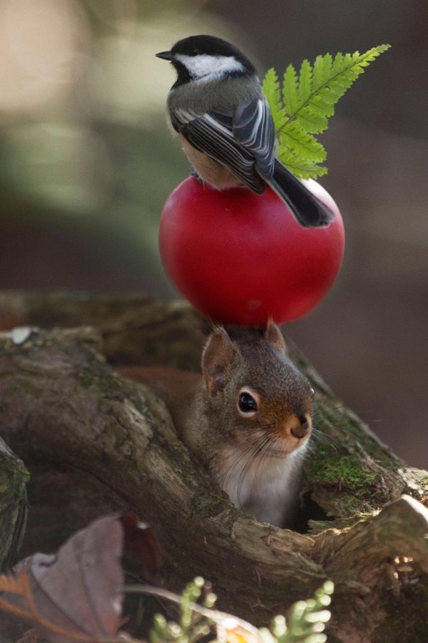 птица в лесу