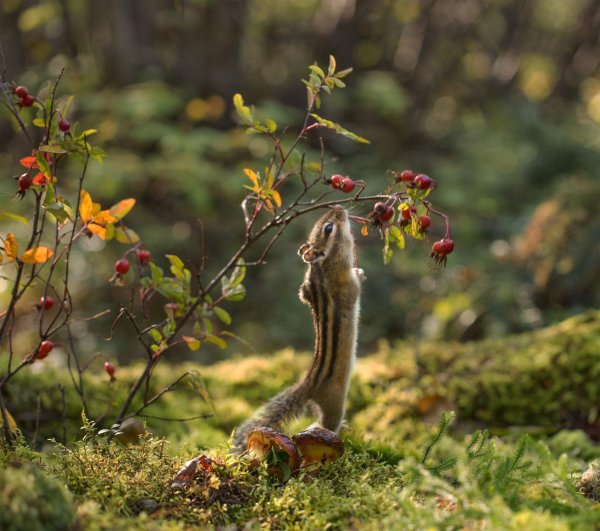 бурундук сибирский