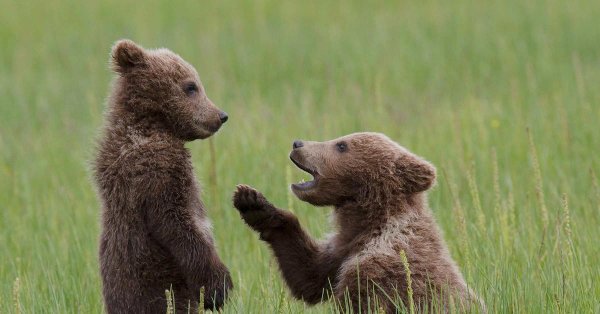 бурого медведя