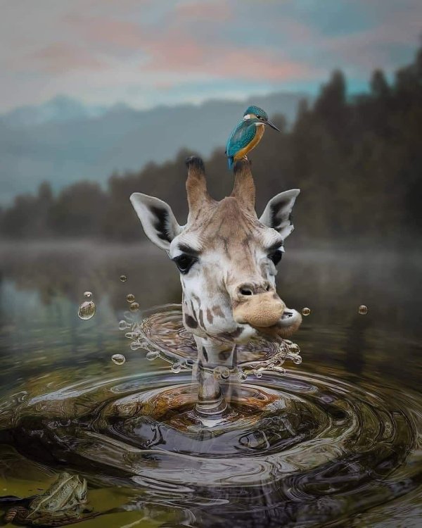 иллюстрации с животными