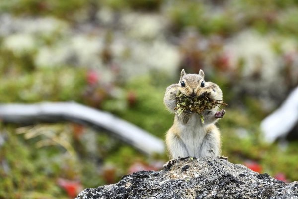 сибирский бурундучок
