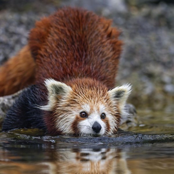 красная панда