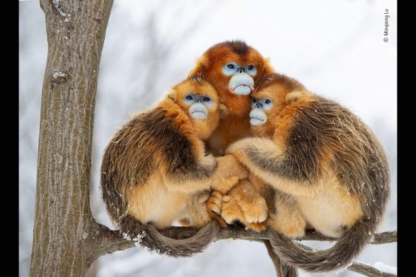 рокселланов ринопитек