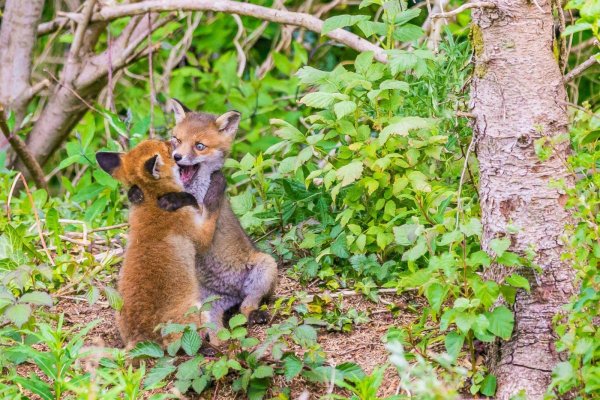 животные лесные