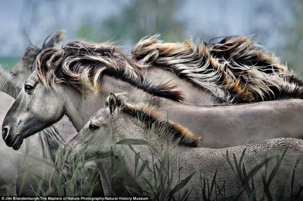 табун лошадей