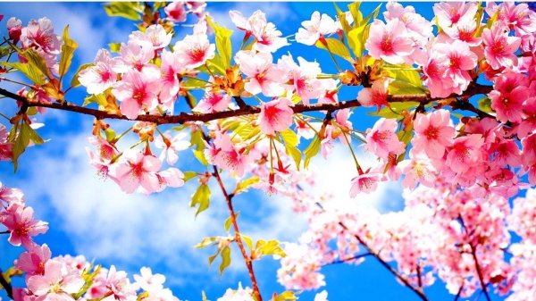 цветение сакуры