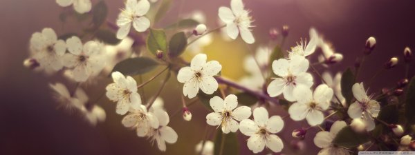 цветущая вишня