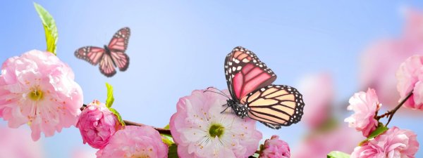 бабочка розовый