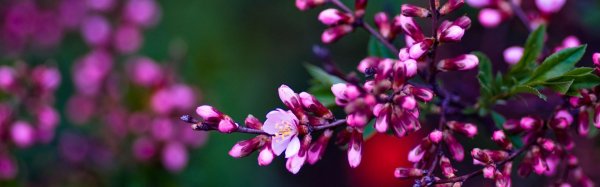 миндаль декоративный кустарник