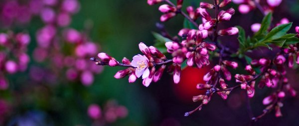 миндаль бобовник