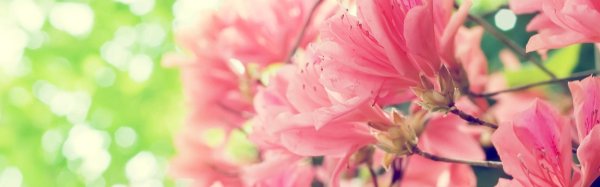 азалия рододендрон