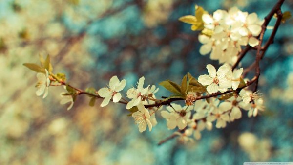 весенняя ветка